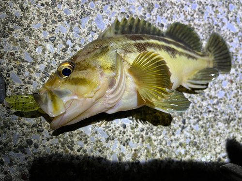 シマソイの釣果