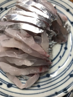 タチウオの釣果