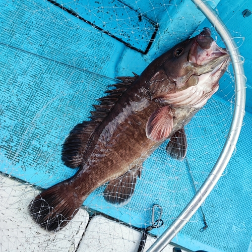 マハタの釣果