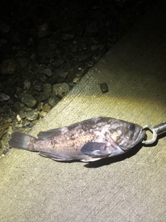 クロソイの釣果