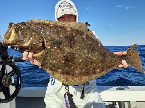 ヒラメの釣果