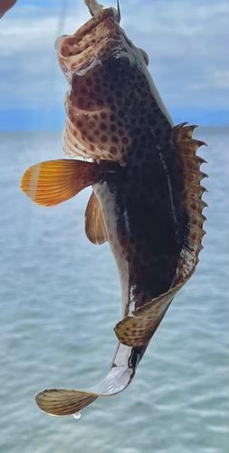 ノミノクチの釣果