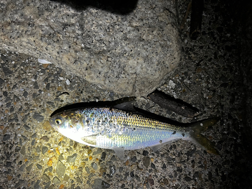 コノシロの釣果