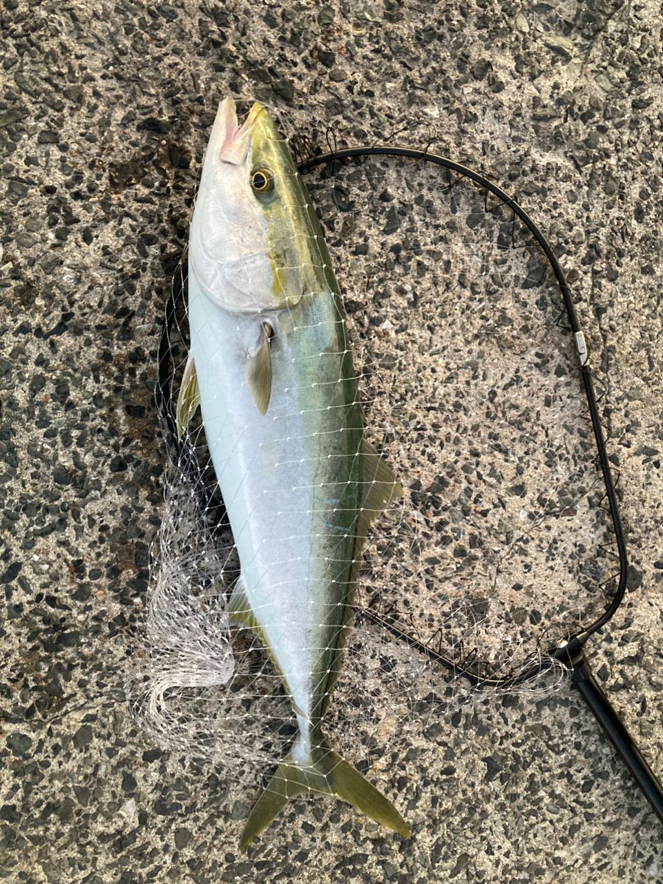 ブリ