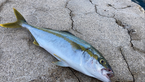 ヒラマサの釣果