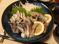 サゴシの釣果