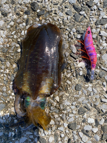 アオリイカの釣果