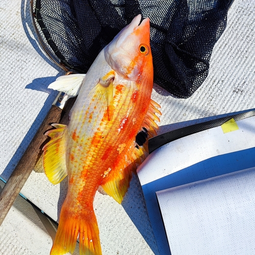 キツネダイの釣果