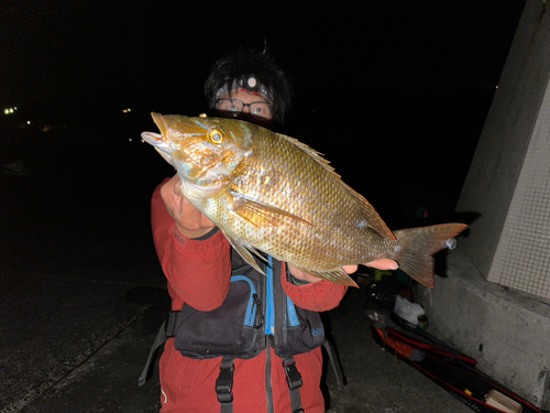 ハマフエフキの釣果