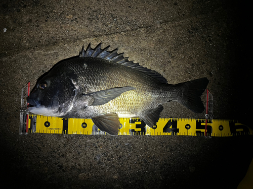 クロダイの釣果