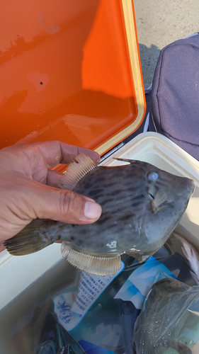 カワハギの釣果