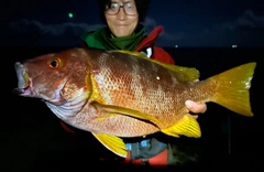 フエダイの釣果