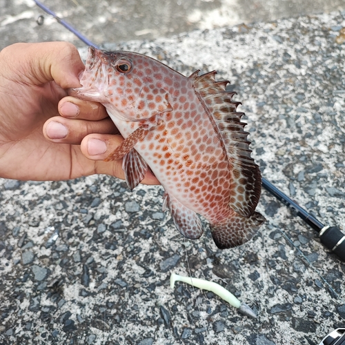 オオモンハタの釣果