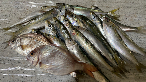 イワシの釣果