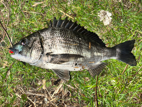 クロダイの釣果