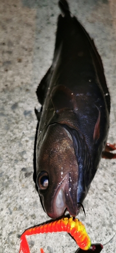 エゾイソアイナメの釣果