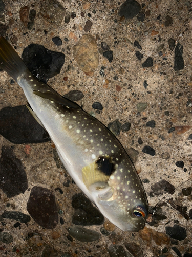 フグの釣果