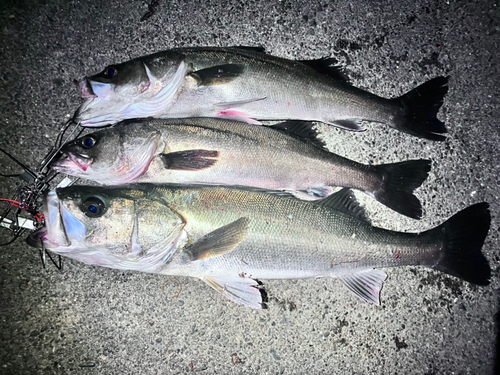 シーバスの釣果