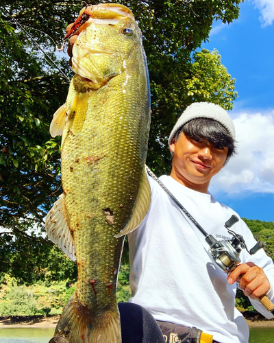 ブラックバスの釣果