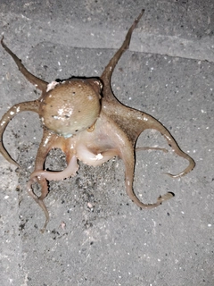 イイダコの釣果