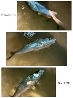 シーバスの釣果