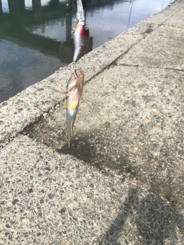 マハゼの釣果