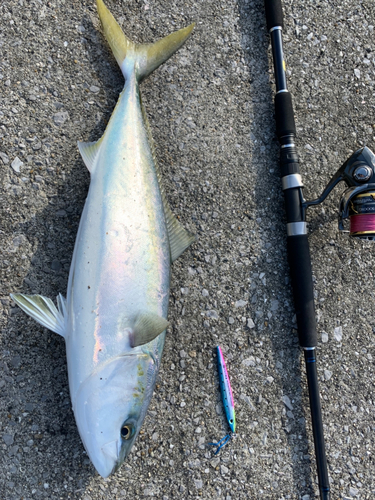 メジロの釣果