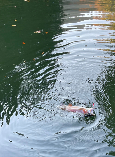 ニジマスの釣果