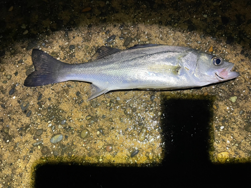 セイゴ（マルスズキ）の釣果