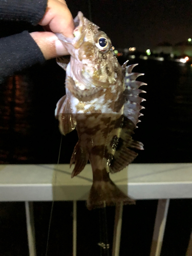 カサゴの釣果