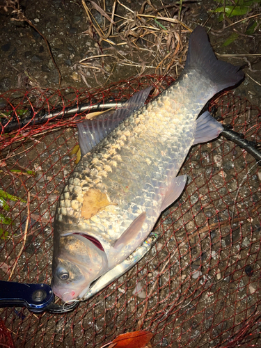 フナの釣果