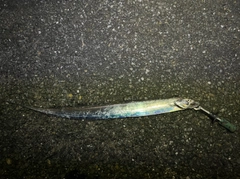 タチウオの釣果