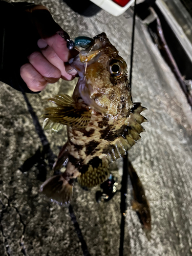 カサゴの釣果