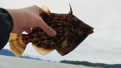 カワハギの釣果