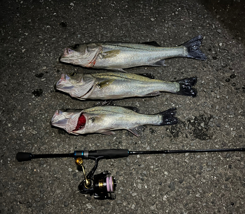 シーバスの釣果