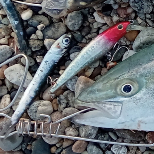 イナダの釣果