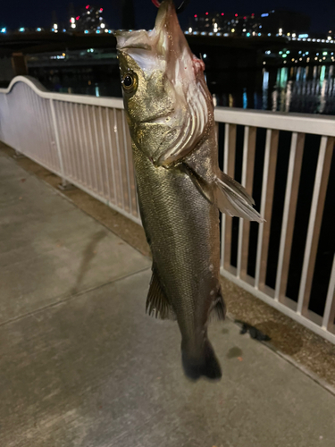 シーバスの釣果