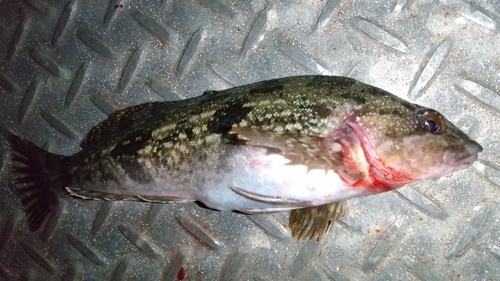 アイナメの釣果