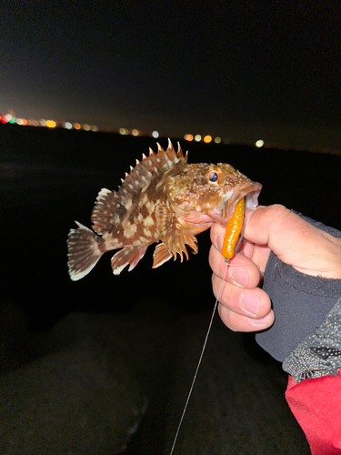 カサゴの釣果