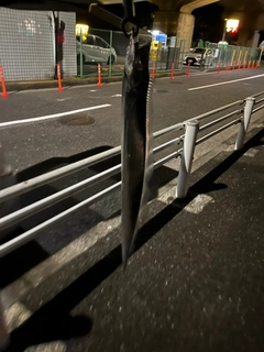 タチウオの釣果