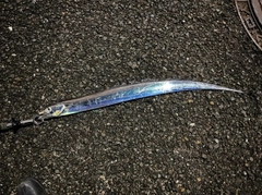 タチウオの釣果