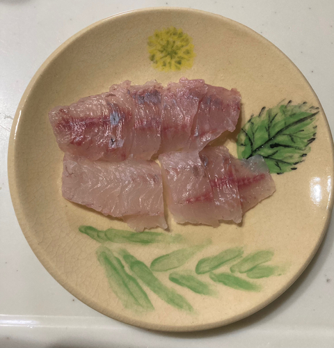 グレの釣果