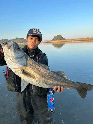 タイリクスズキの釣果