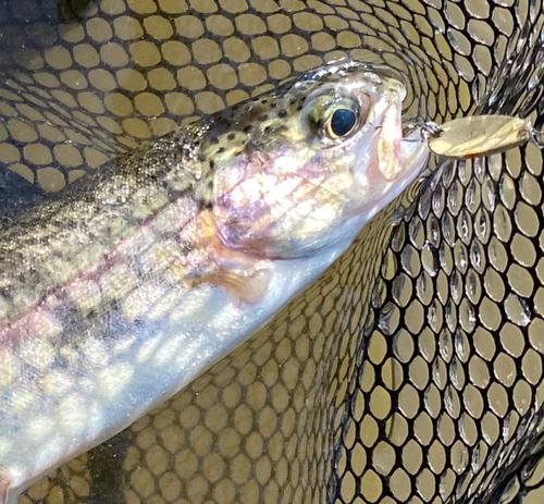 ニジマスの釣果