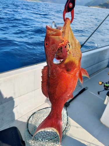 ハタの釣果