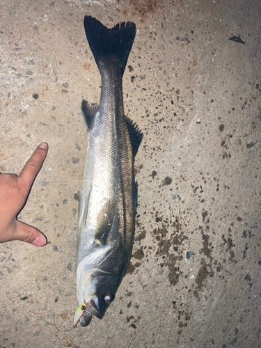 シーバスの釣果