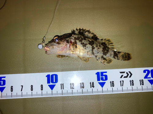 タケノコメバルの釣果