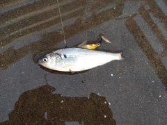 コノシロの釣果