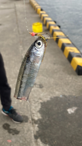 トウゴロウイワシの釣果