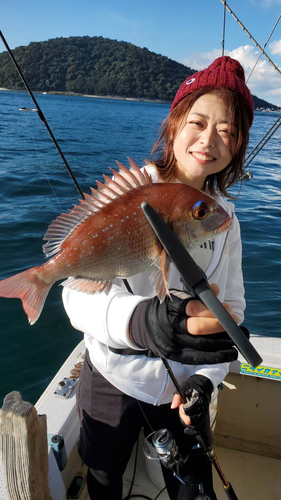 マダイの釣果